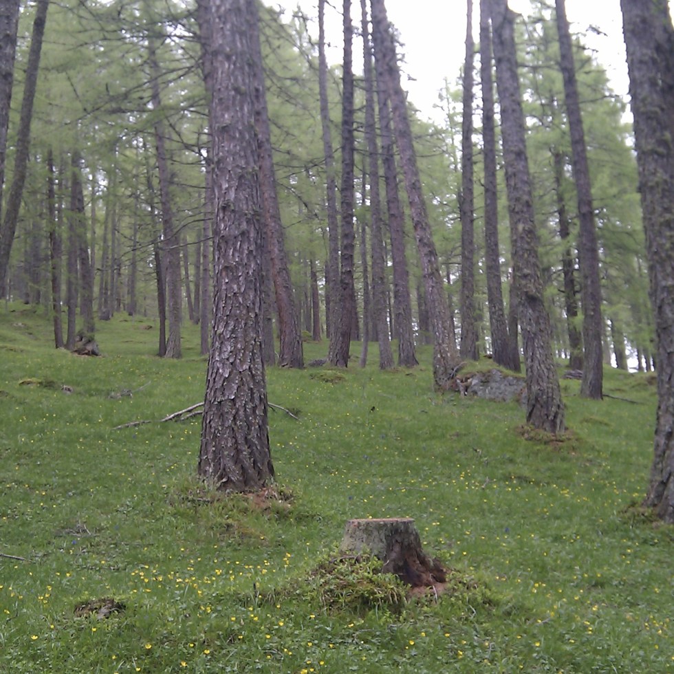 Lärchenwald